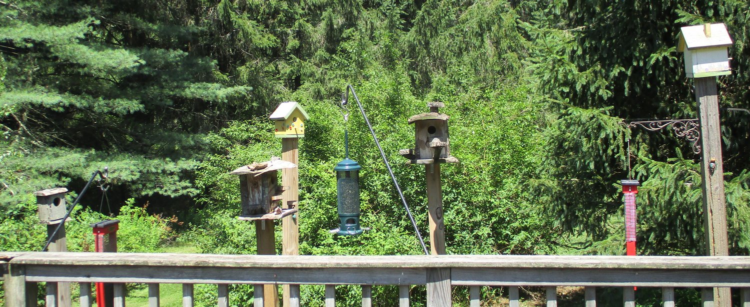 Bird feeders and birdhouses.